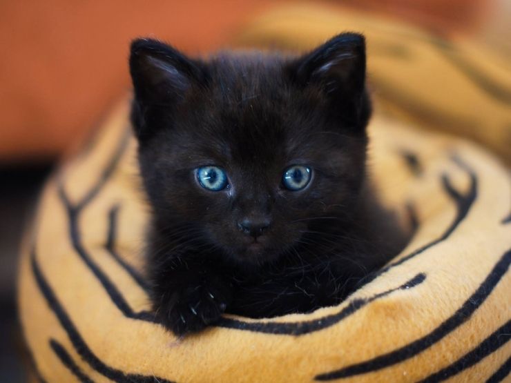 gattino nero
