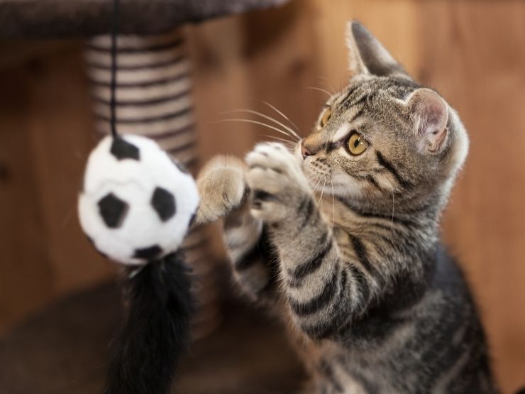 gatto tigrato con pallina