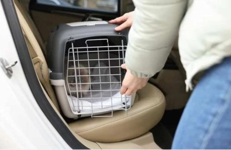 Gatto in auto