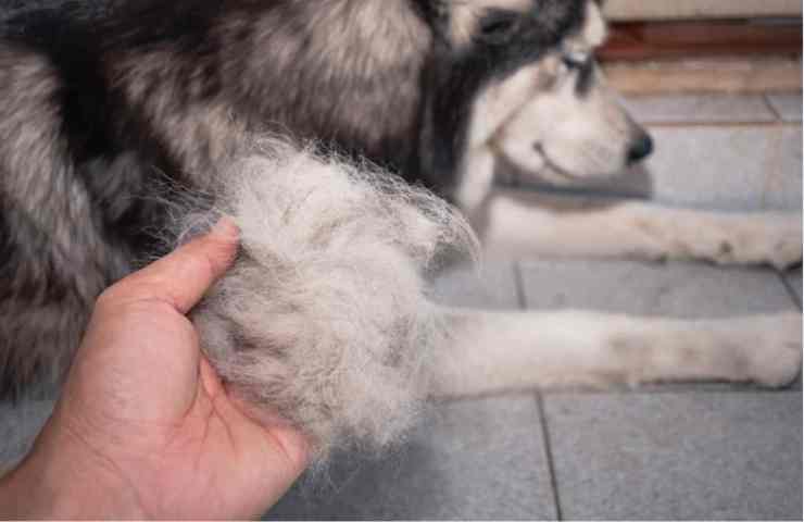 Cane perde il pelo