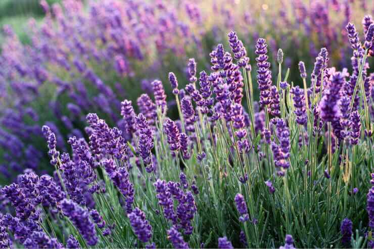 pianta di lavanda