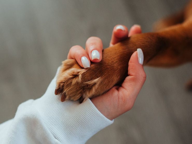 zampa del cane nella mano di un umano