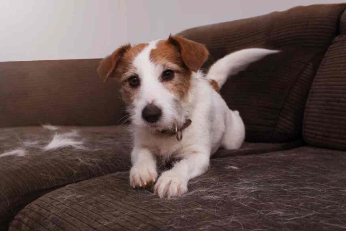 cane fa la muta sul divano