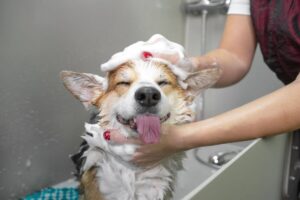 Cane fa il bagnetto con schiuma nella vasca