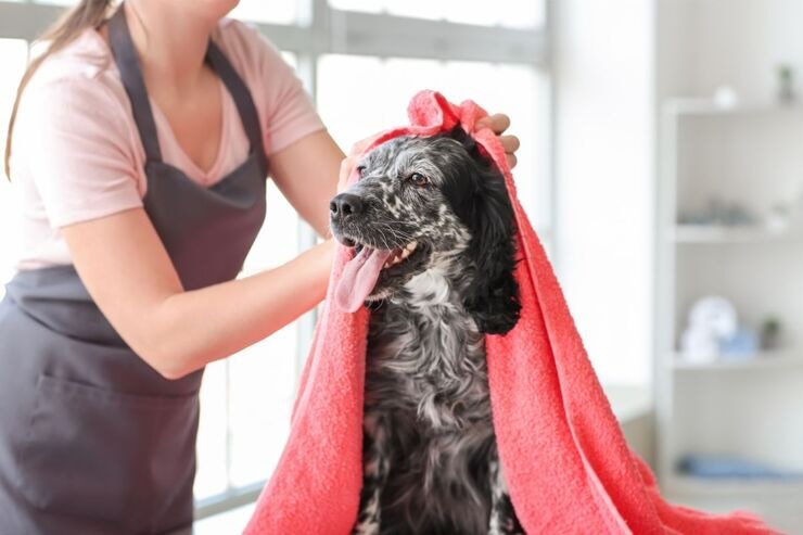 Asciugare il cane 