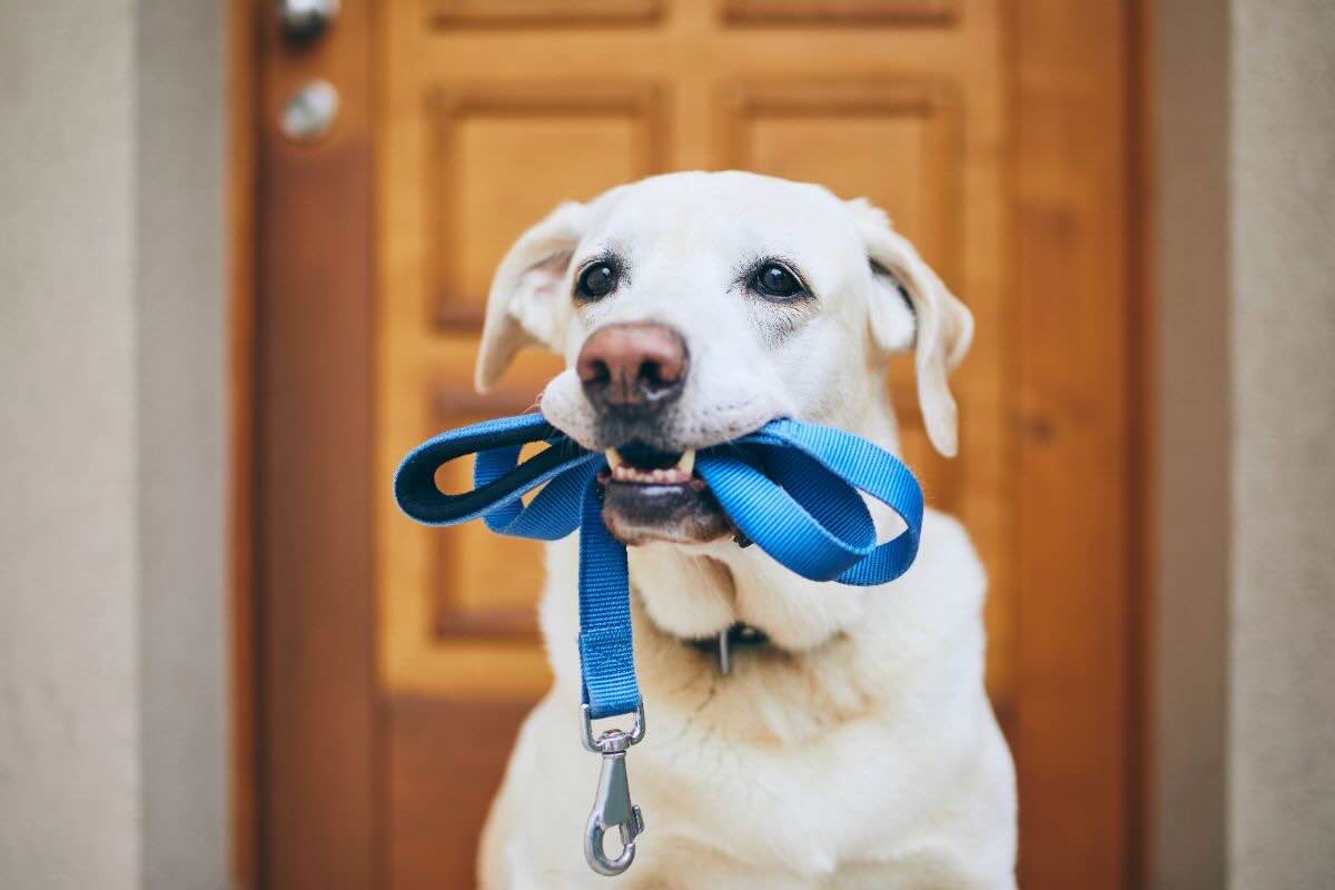 Cane con guinzaglio in bocca