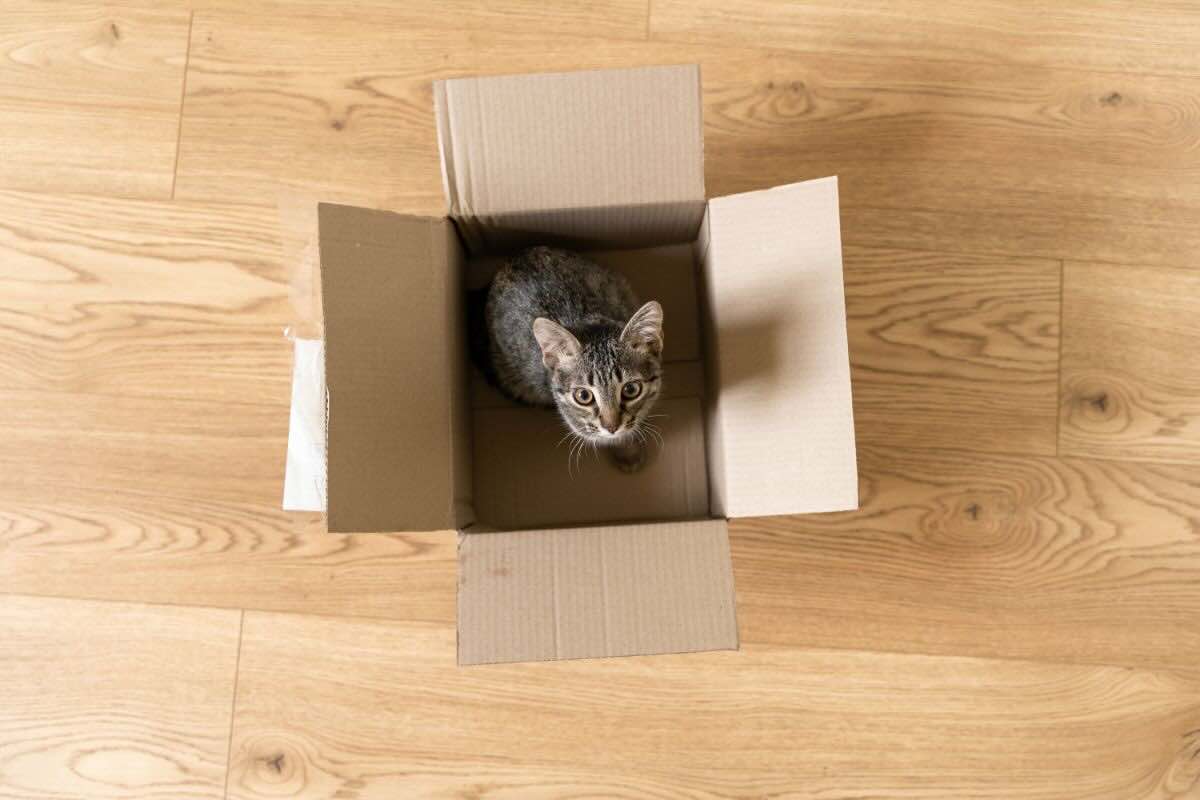 Gatto nella scatola
