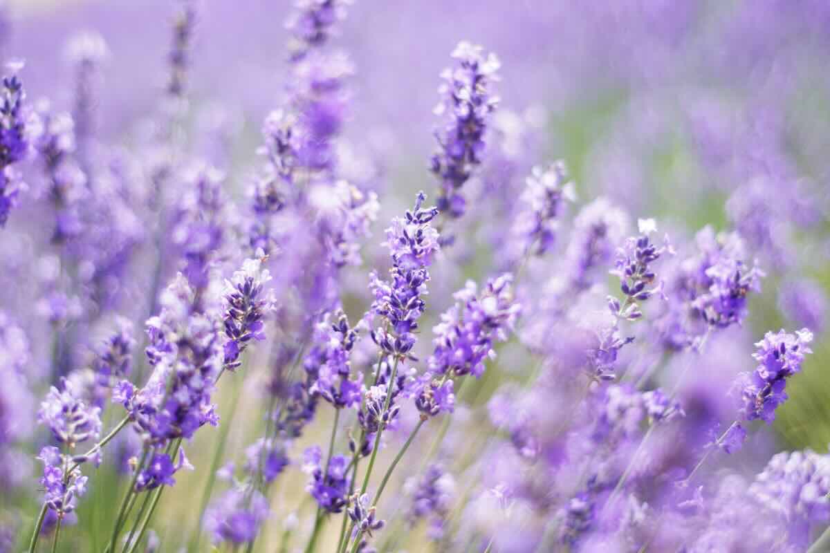 lavanda