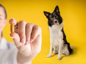 Cane e uomo con piccola in mano