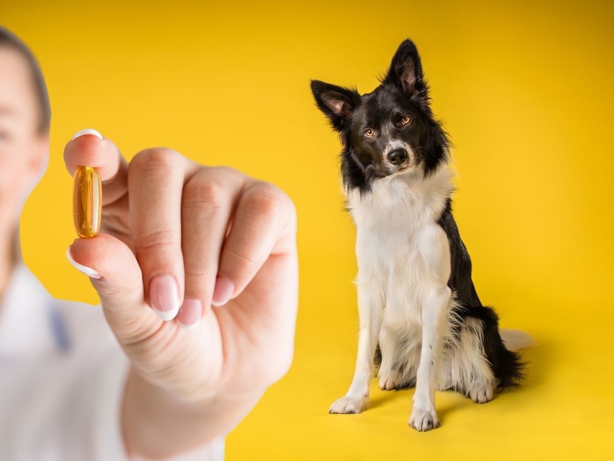 Cane e uomo con piccola in mano