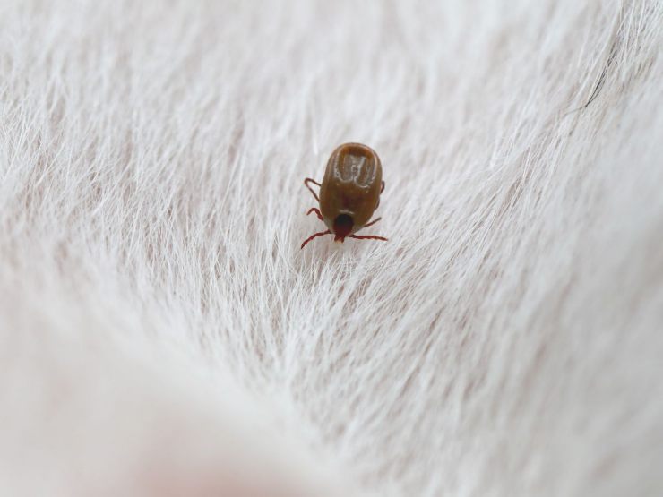 zecca sul pelo del cane