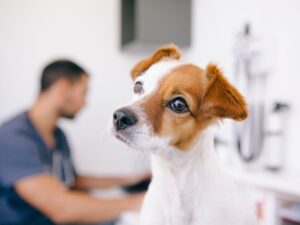 cane dal veterinario