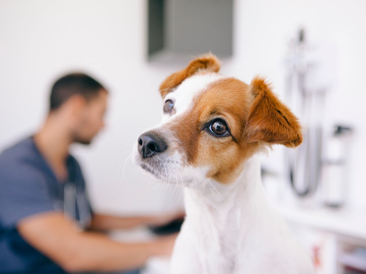cane dal veterinario
