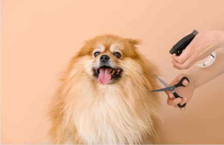 Tagliare il pelo al cucciolo