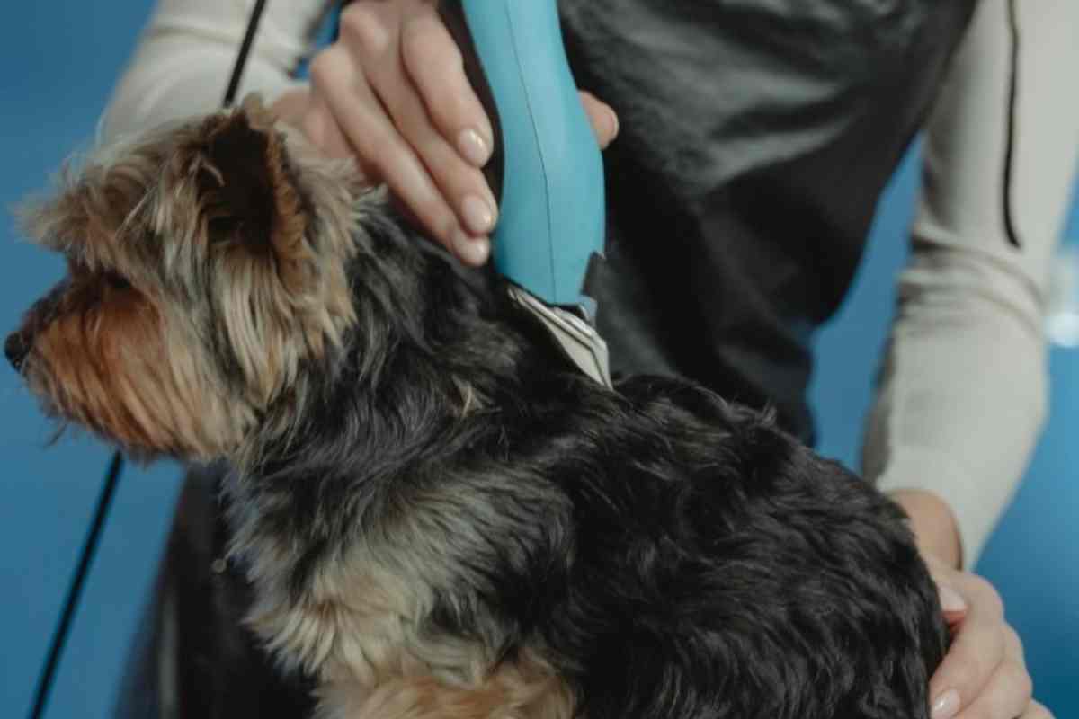 Tosare il cane in estate