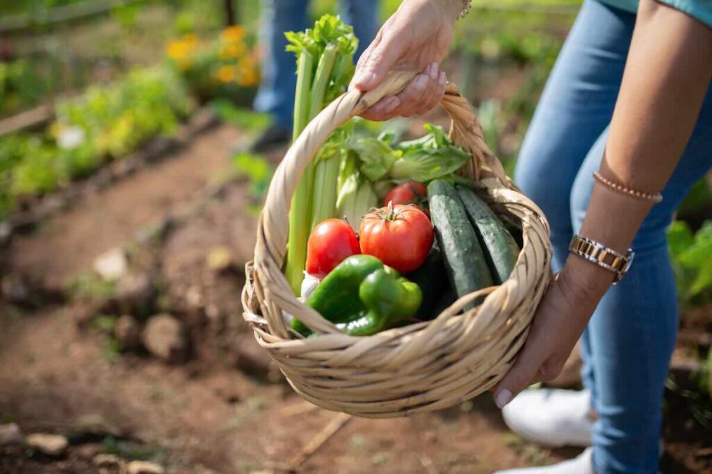 cestino con verdure orto