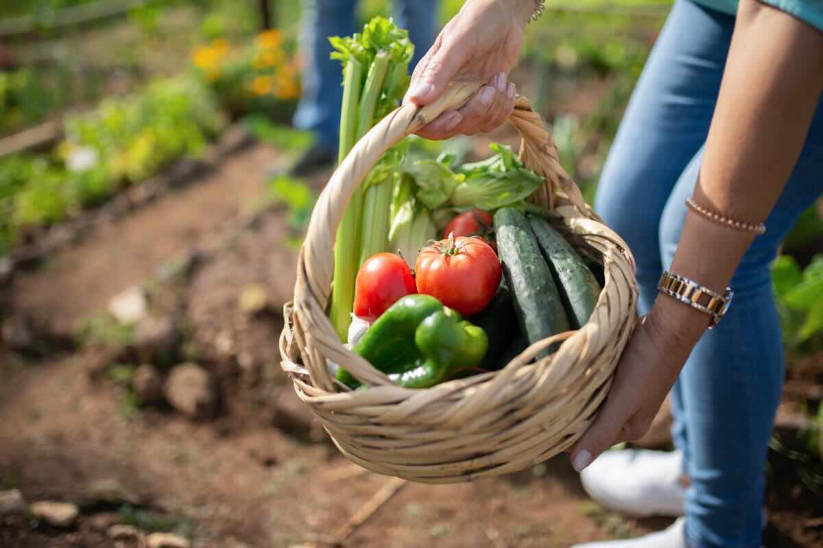 cestino con verdure orto