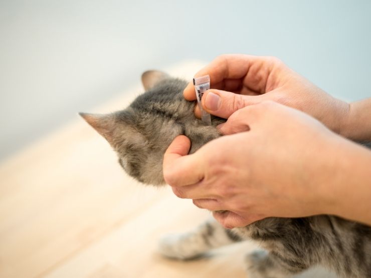 trattamento pulci gatto