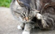 gatto con pulci