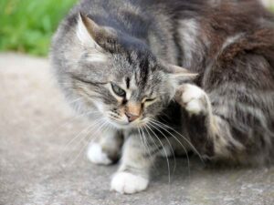 gatto con pulci
