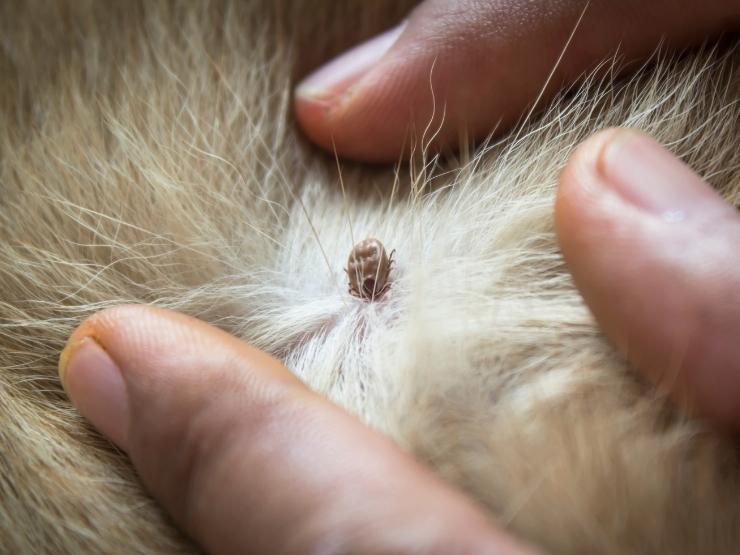 zecca su gatto